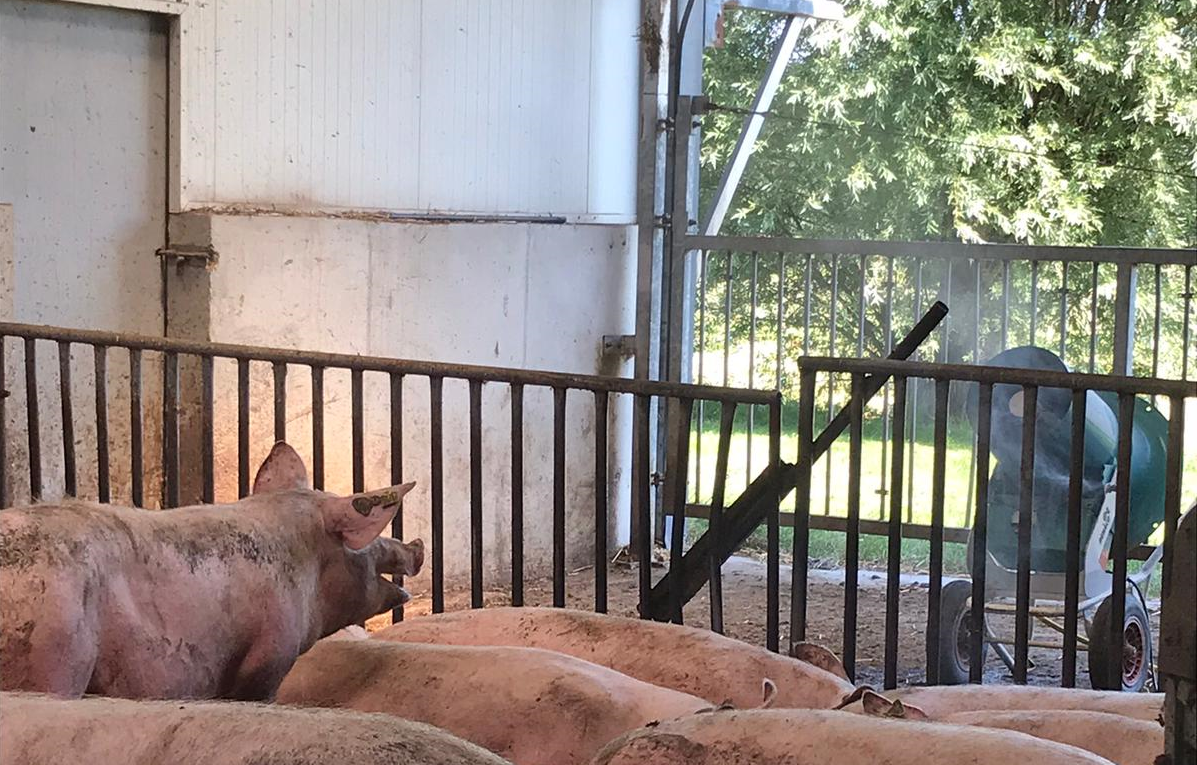 Nevelkoeling goed voor groente en ook voor varkens  