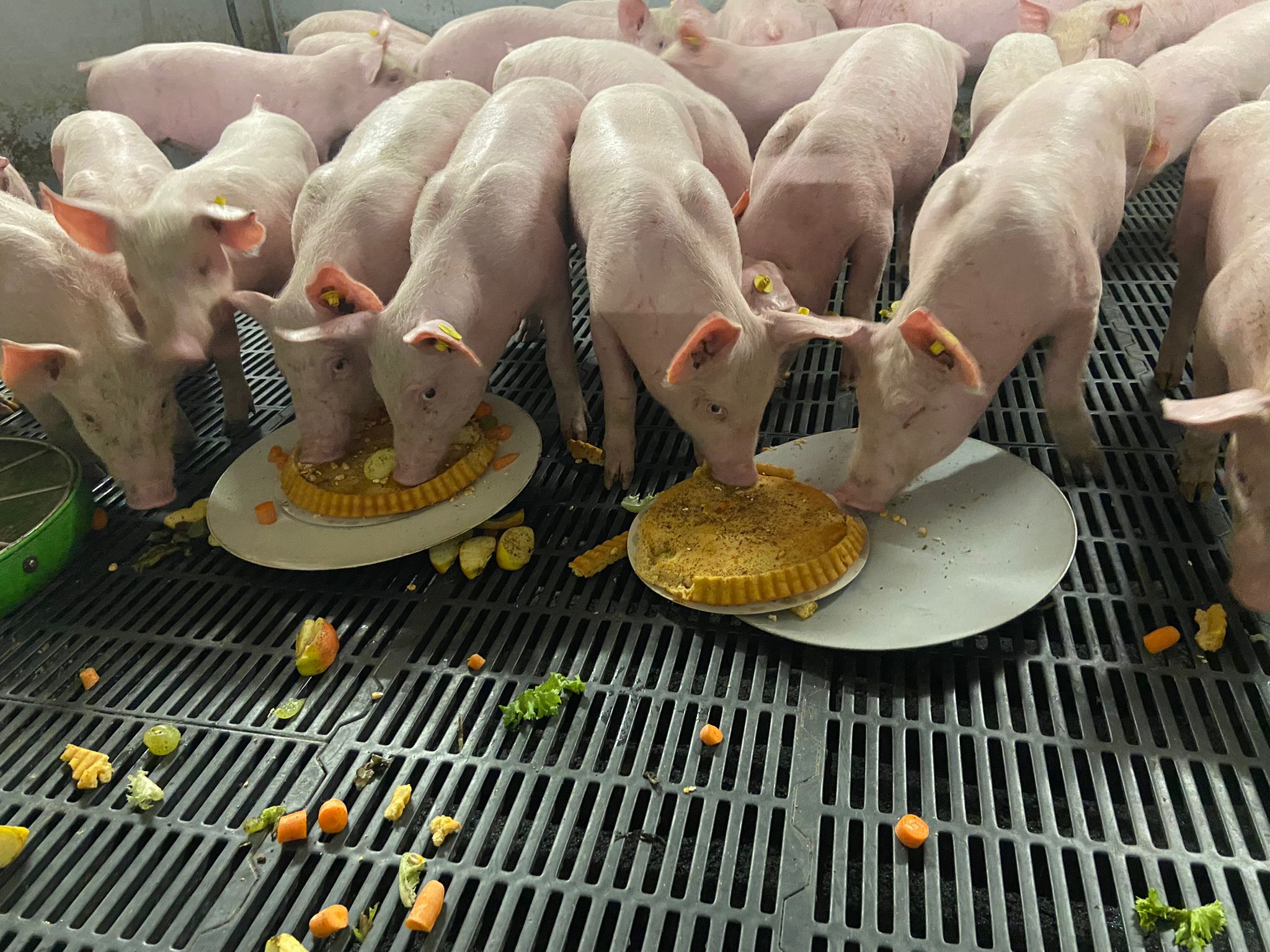 POV en Boerderijeducatie Nederland verlengen samenwerking 