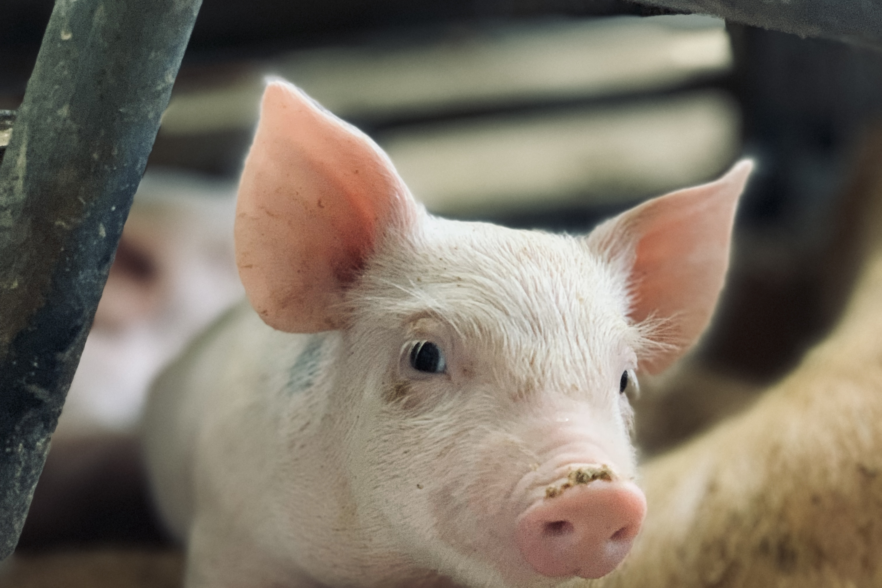 Diergezondheid bij varkens