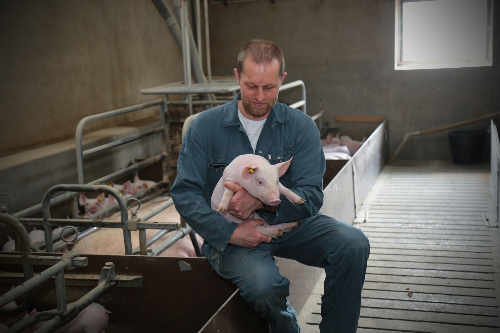 Boerderijwinkel Bosheurne - varken