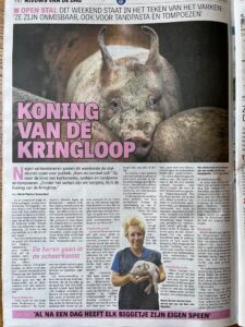 Het varken, de koning van de kringloop (de Telegraaf)