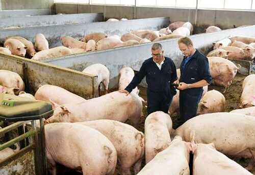 familie Nijhof weekend van het varken 2025