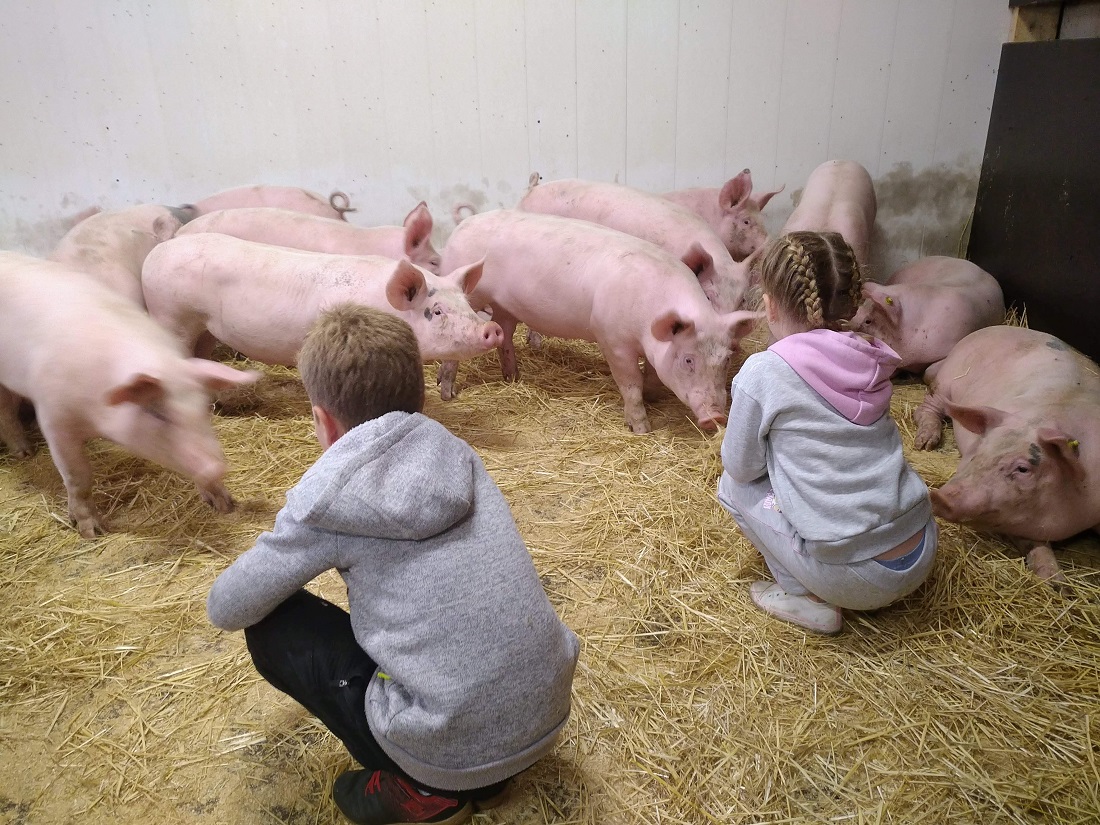 varkenshouderij Neimeijer
