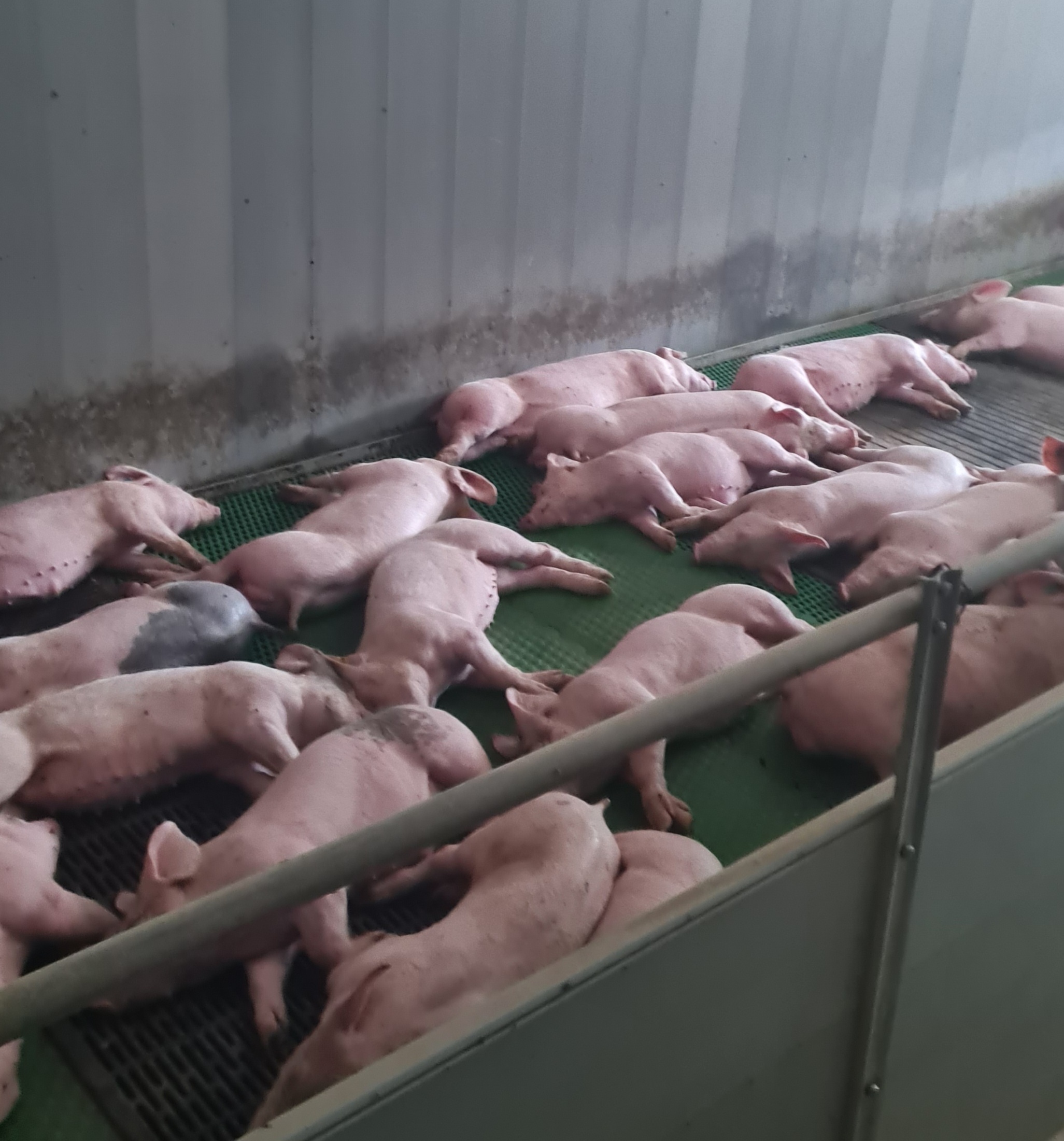 Hoe gaat het er ’s zomers aan toe in de varkensstal?